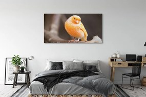 Obraz canvas na ścianę Papuga na Gałęzi