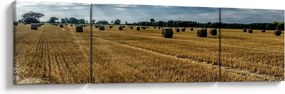 Obraz zebranego pola zboża (170x50 cm)