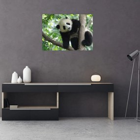 Obraz - Panda na drzewie (70x50 cm)