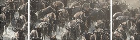 Obraz - Stado antylop gnu (170x50 cm)