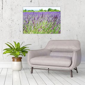 Obraz pola z lawendą (70x50 cm)