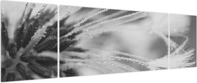 Obraz - Mlecz (170x50 cm)