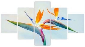 Obraz kwiatu Strelicji (125x70 cm)