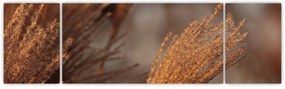 Obraz - Kortaderia (170x50 cm)