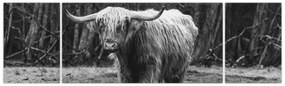 Obraz - Szkocka krowa 3, czarno - biały (170x50 cm)
