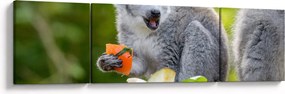 Obraz lemura (170x50 cm)