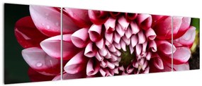 Obraz różowej dalii (170x50 cm)