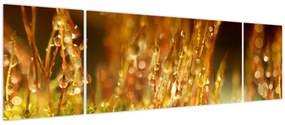 Obraz - Szczegół rosy (170x50 cm)