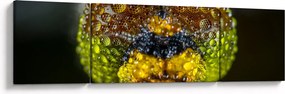 Szczegółowy obraz oczu owadów (170x50 cm)