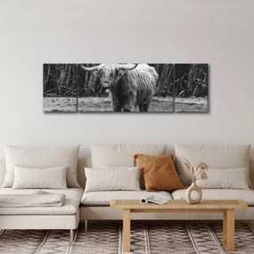 Obraz - Szkocka krowa 3, czarno - biały (170x50 cm)