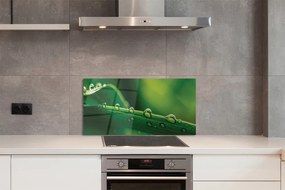 Panel szklany do Kuchni Źdźbło Trawy z Kroplą Rosy