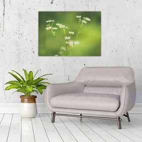 Obraz na szkle stokrotek (70x50 cm)