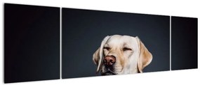 Obraz labradora (170x50 cm)