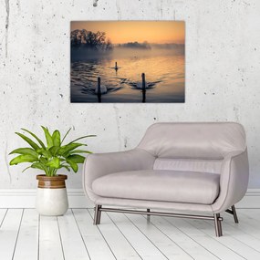 Obraz łabędzi na wodzie we mgle (70x50 cm)