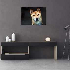 Obraz na szkle psa (70x50 cm)