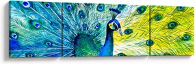 Obraz pawia (170x50 cm)