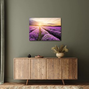 Obraz - Wschód słońca na polu lawendy (70x50 cm)