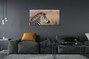 Fotoobraz na płótnie Zebra na Tle Natury