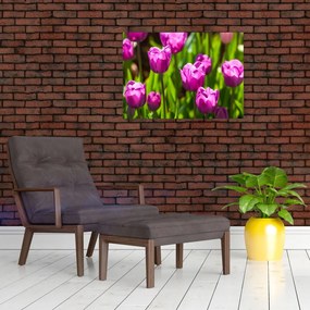 Obraz tulipanów na łące (70x50 cm)
