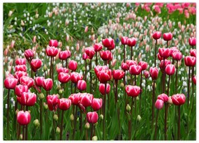 Obraz na szkle tulipanów (70x50 cm)