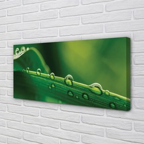 Obraz drukowany na płótnie Źdźbło Trawy z Kroplą