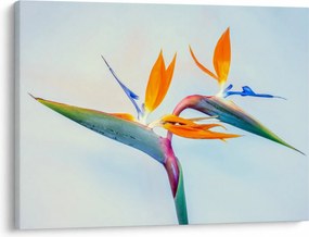 Obraz kwiatu Strelicji (70x50 cm)