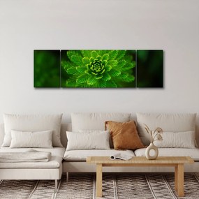 Obraz drzewa iglastego (170x50 cm)
