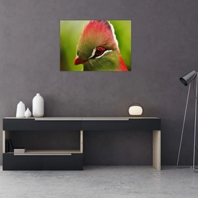 Obraz na szkle - kolorowy ptak (70x50 cm)