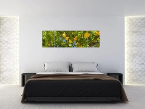 Obraz - Drzewo cytrynowe (170x50 cm)