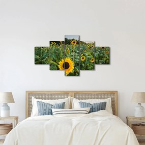 Obraz - Sunflower Field II. (125x70 cm)