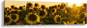 Obraz pola słoneczników (170x50 cm)
