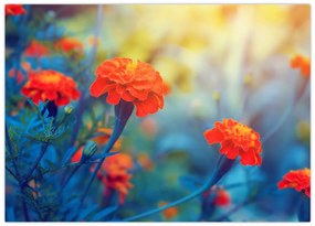Obraz na szkle - Pomarańczowe kwiaty (70x50 cm)