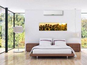 Obraz pola słoneczników (170x50 cm)