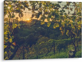 Obraz - Winnica (70x50 cm)