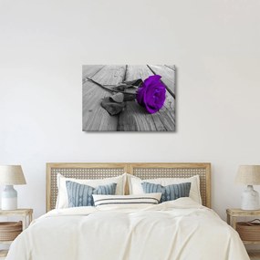 Obraz - Fioletowa róża z zieloną łodygą (70x50 cm)