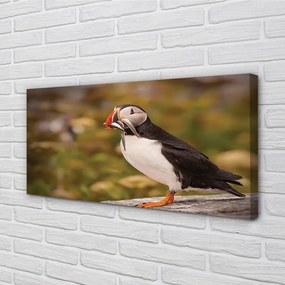 Zdjęcie na płótnie Portret Papugi