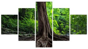 Obraz - Stare drzewo z korzeniami (125x70 cm)