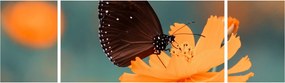 Obraz - motyl na pomarańczowym kwiatku (170x50 cm)