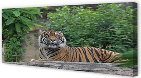 Duży obraz na płótnie Tygrys w Lesie