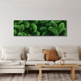 Obraz - Gałązki drzew iglastych (170x50 cm)