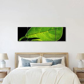 Obraz - zielony liść (170x50 cm)
