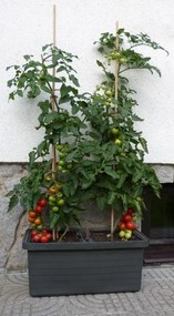 Skrzynka samonawadniająca Berberis DUO, terakota, 78 cm