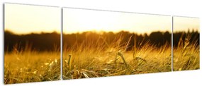 Obraz zroszonej trawy (170x50 cm)