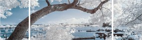 Obraz ośnieżonego drzewa nad wodą (170x50 cm)