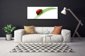 Zdjęcie na płótnie Biedronka na Zielonym Liściu