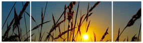 Obraz - Zachód słońca na łące (170x50 cm)
