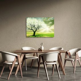 Obraz na szkle drzewa na łące (70x50 cm)