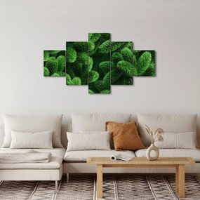 Obraz - Gałązki drzew iglastych (125x70 cm)