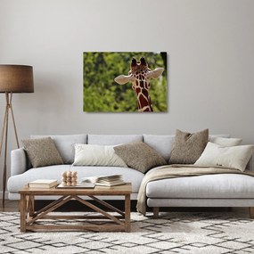 Obraz na szkle - żyrafa od tyłu (70x50 cm)