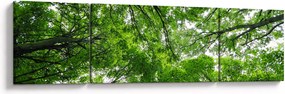 Obraz - Widok do korony drzewa (170x50 cm)